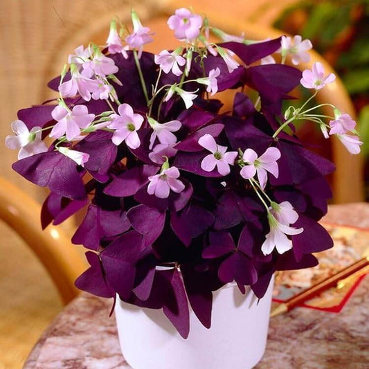 Oxalis triangularis Seeds