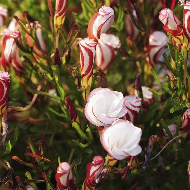 Oxalis versicolor  Seeds