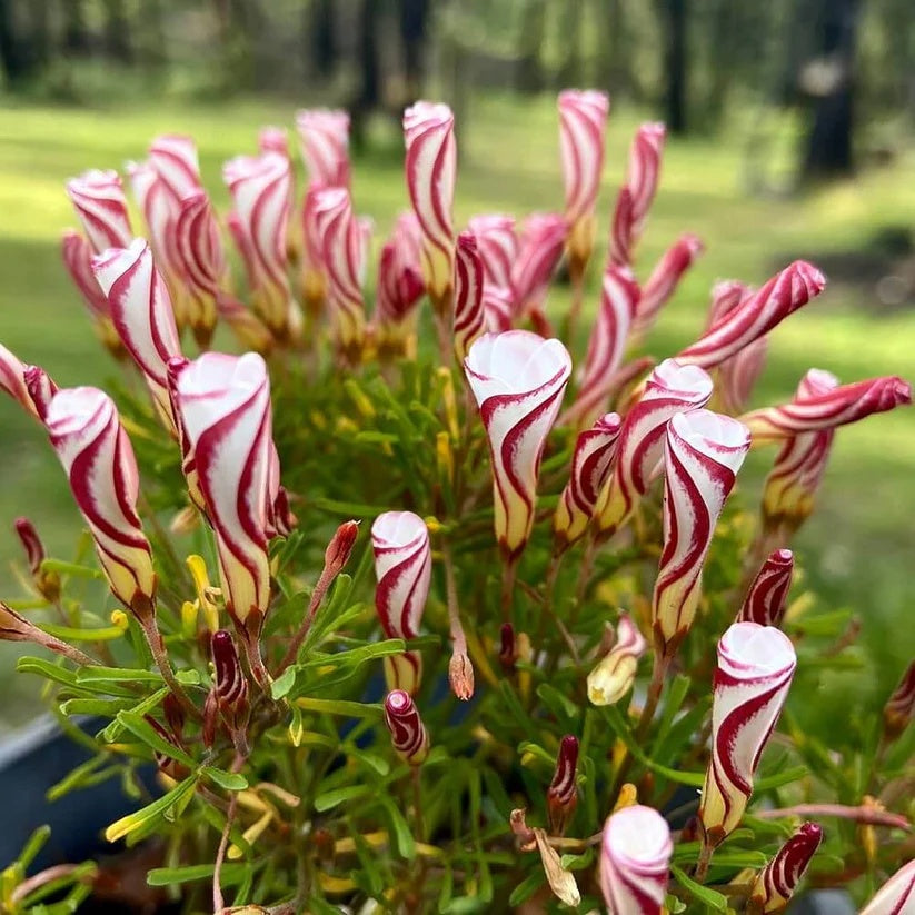 Oxalis versicolor  Seeds