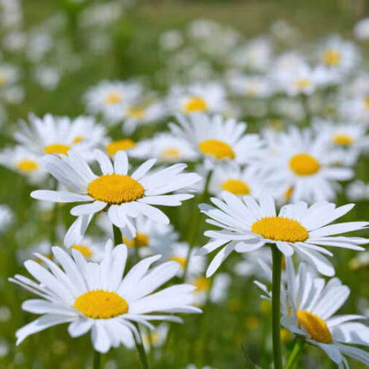Oxeye Daisy Seeds - Flower Plant