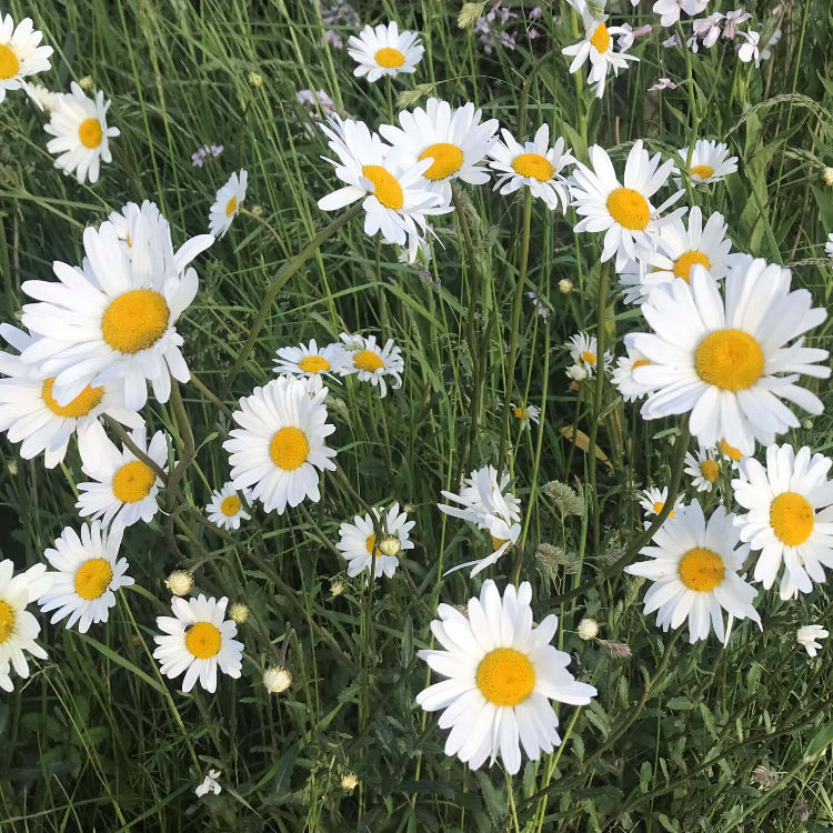 Oxeye Daisy Seeds - Flower Plant