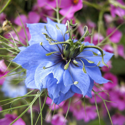 Oxford Blue Love-in-a-Mist Seeds - Heirloom Flower Plant for Home Gardens