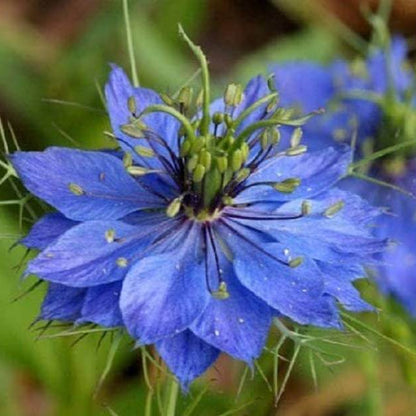 Oxford Blue Love-in-a-Mist Seeds - Heirloom Flower Plant for Home Gardens