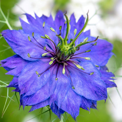 Oxford Blue Love-in-a-Mist Seeds - Heirloom Flower Plant for Home Gardens
