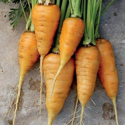 Oxheart Carrot Seeds - Heirloom Vegetable Seeds for Home Gardens