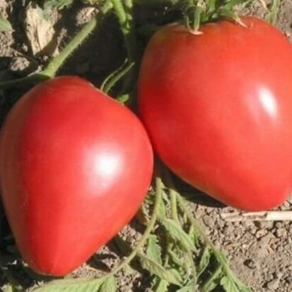 Oxheart Tomato Seeds - Vegetable Plant