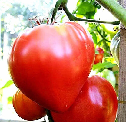 Oxheart Tomato Seeds - Vegetable Plant