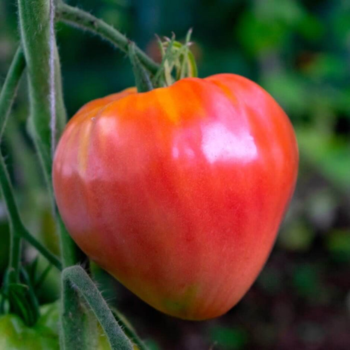 Oxheart Tomato Seeds - Vegetable Plant