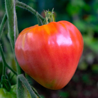 Oxheart Tomato Seeds - Vegetable Plant