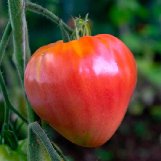 Oxheart Tomato Seeds - Vegetable Plant