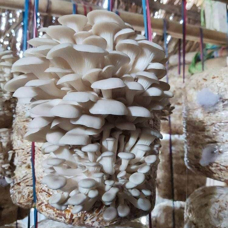 Oyster mushroom seeds - Vegetable Plant