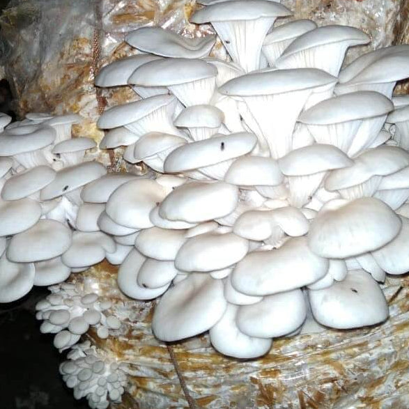 Oyster mushroom seeds - Vegetable Plant