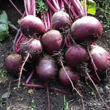 Pablo Beet Seeds 
