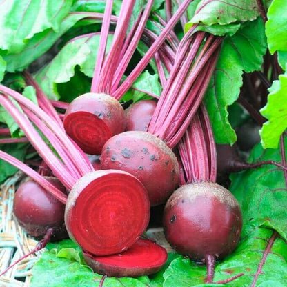 Pablo Beet Seeds 