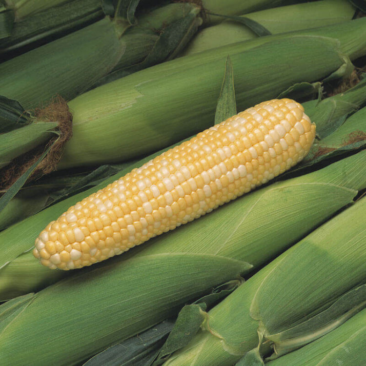 Paches and Cream Sweet corn seeds - Vegetable Plant
