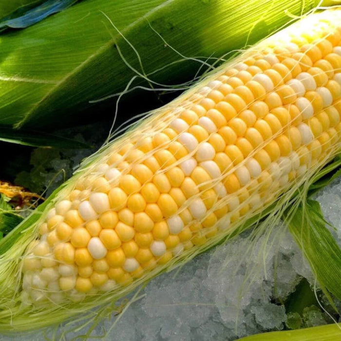 Paches and Cream Sweet corn seeds - Vegetable Plant