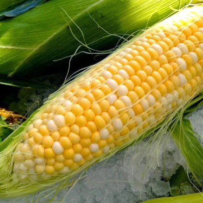 Paches and Cream Sweet corn seeds - Vegetable Plant