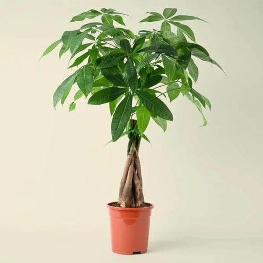 Pachira Aquatica seeds - Flower Plant