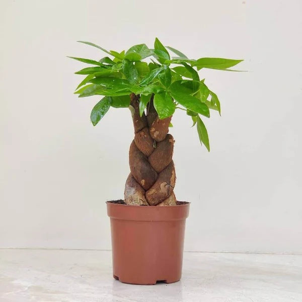 Pachira aquatica seeds - Flower Plant