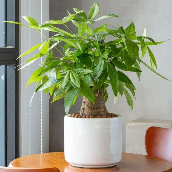Pachira aquatica seeds - Flower Plant