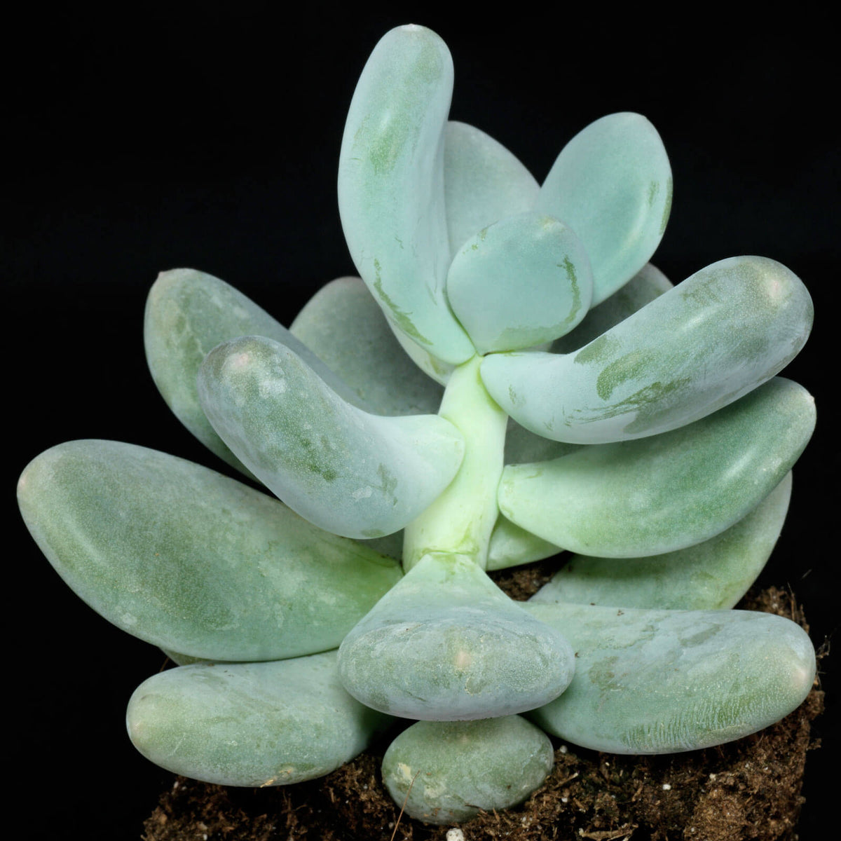 Pachyphytum Seeds - Succulent Plant Seeds for Home Gardens