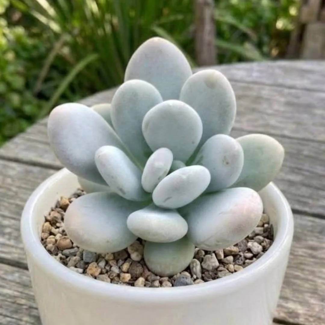 Pachyphytum Seeds - Succulent Plant Seeds for Home Gardens