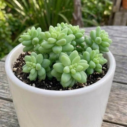 Pachyphytum Seeds - Succulent Plant Seeds for Home Gardens