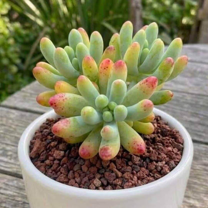 Pachyphytum Seeds - Succulent Plant Seeds for Home Gardens
