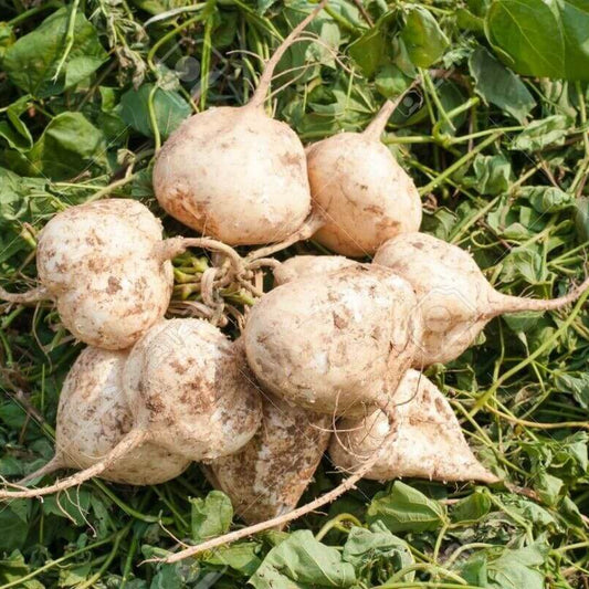 Pachyrhizus Erosus Seeds
