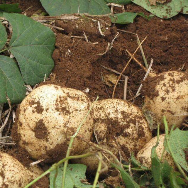 Pachyrhizus Erosus Seeds