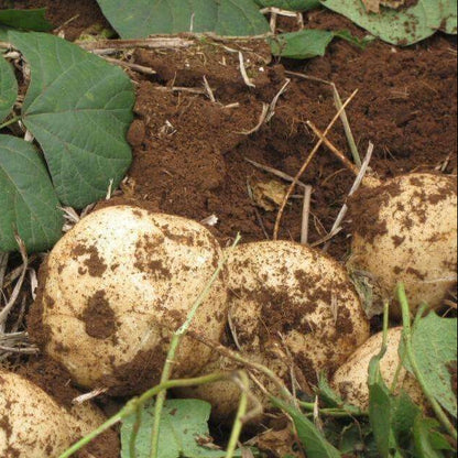 Pachyrhizus Erosus Seeds