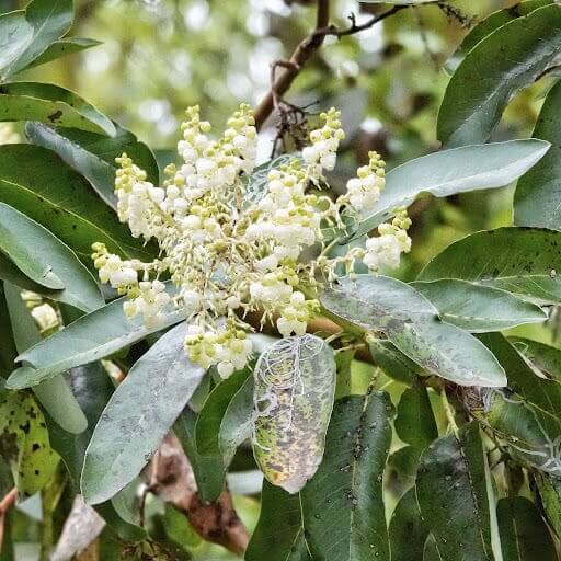 Pacific Madrone Tree Seeds