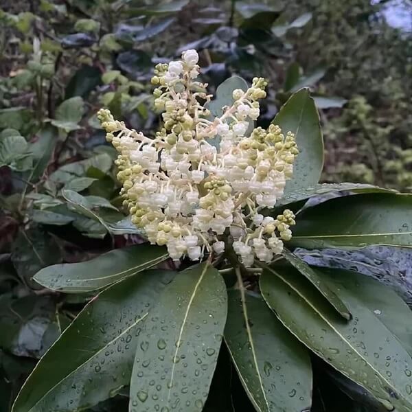 Pacific Madrone Tree Seeds