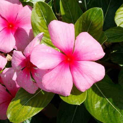 Pacifica XP Blush Vinca Seeds - Ornamental Plant Seeds for Home Gardens