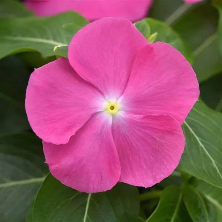 Pacifica XP Blush Vinca Seeds - Ornamental Plant Seeds for Home Gardens