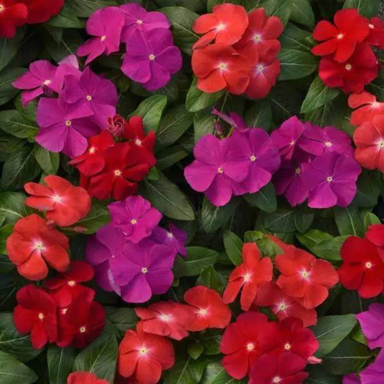 Pacifica XP Blush Vinca Seeds - Ornamental Plant Seeds for Home Gardens