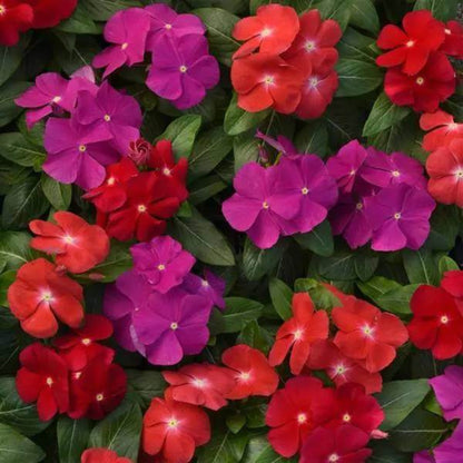 Pacifica XP Blush Vinca Seeds - Ornamental Plant Seeds for Home Gardens