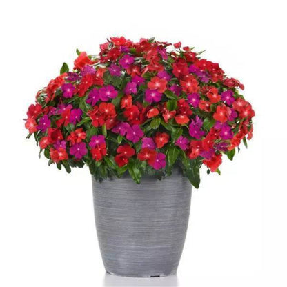 Pacifica XP Blush Vinca Seeds - Ornamental Plant Seeds for Home Gardens