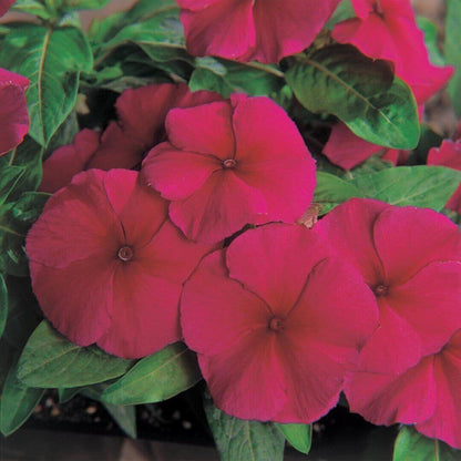 Pacifica XP Burgundy Vinca Seeds - Heirloom Flower Plant for Home Gardens