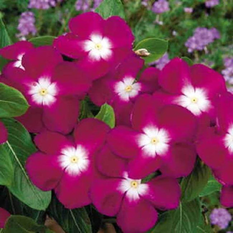 Pacifica XP Burgundy Vinca Seeds - Heirloom Flower Plant for Home Gardens