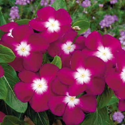 Pacifica XP Burgundy Vinca Seeds - Heirloom Flower Plant for Home Gardens