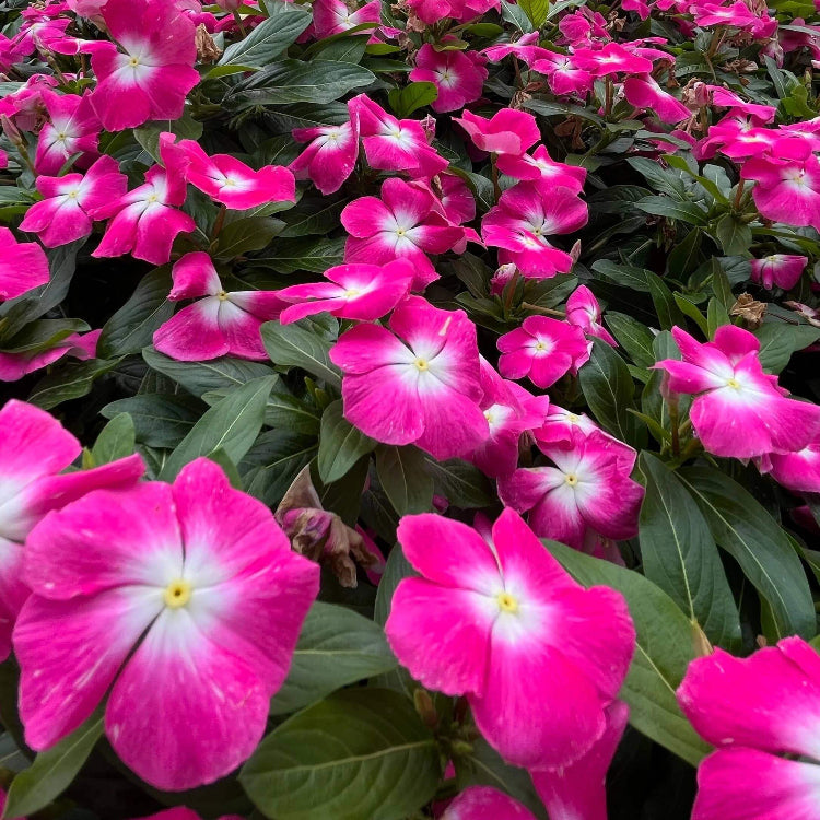 Pacifica XP Burgundy Vinca Seeds - Heirloom Flower Plant for Home Gardens