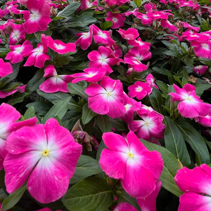 Pacifica XP Burgundy Vinca Seeds - Heirloom Flower Plant for Home Gardens