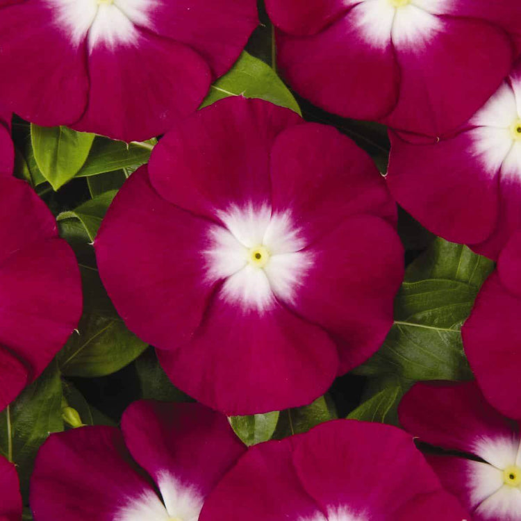 Pacifica XP Burgundy Vinca Seeds - Heirloom Flower Plant for Home Gardens