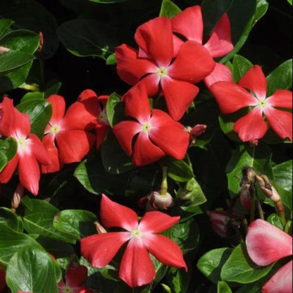 Pacifica XP Cherry Red Vinca Seeds - Ornamental Plant Seeds for Home Gardens