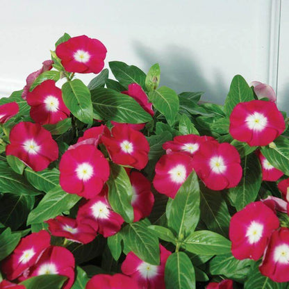 Pacifica XP Cherry Red Vinca Seeds - Ornamental Plant Seeds for Home Gardens