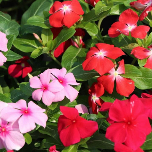 Pacifica XP Deep Orchid Vinca Seeds - Ornamental Plant Seeds for Home Gardens