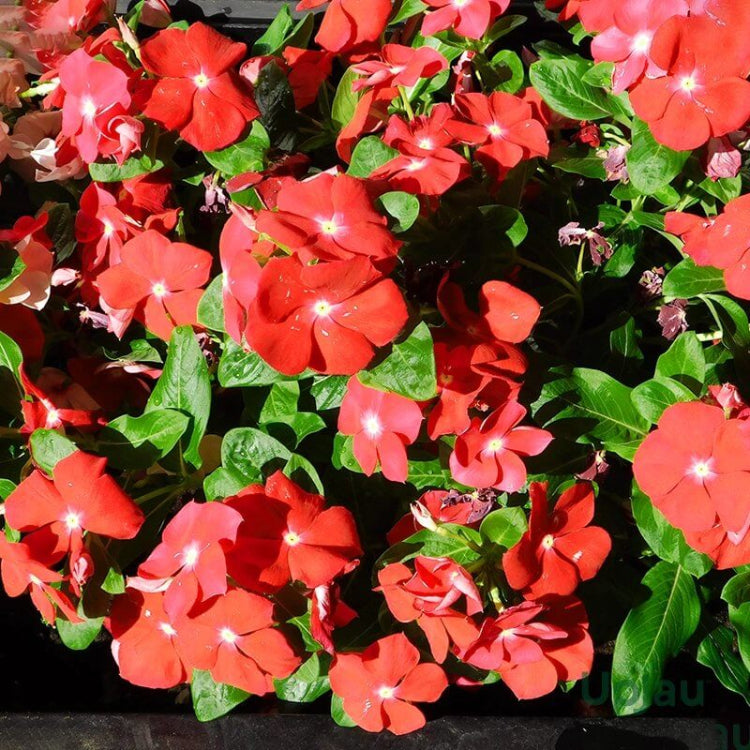 Pacifica XP Deep Orchid Vinca Seeds - Ornamental Plant Seeds for Home Gardens