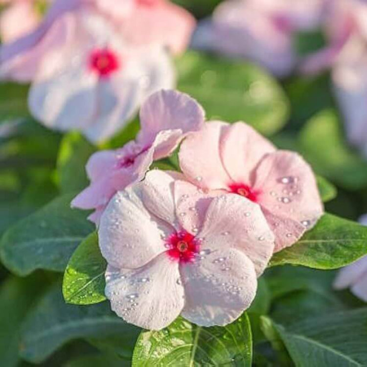Pacifica XP Peach Vinca Seeds - Ornamental Plant Seeds for Home Gardens