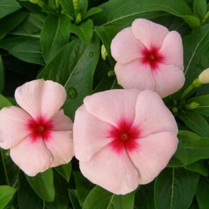 Pacifica XP Peach Vinca Seeds - Ornamental Plant Seeds for Home Gardens